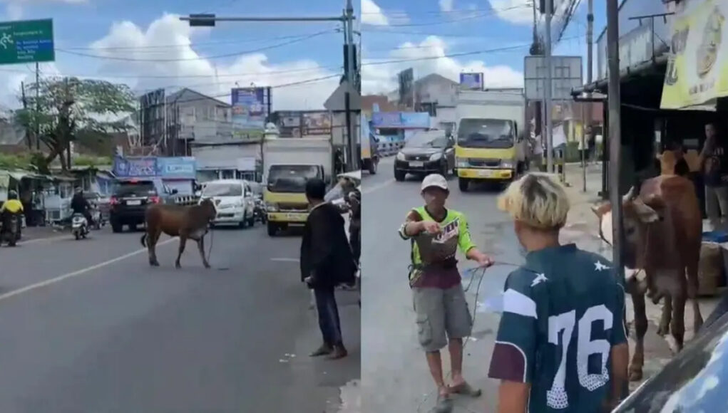 000000000000--- Sapi Kurban Lepas Hebohkan Simpang Lima Tasikmalaya Jelang Idul Adha 2026
