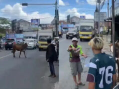 Sapi Kurban Lepas Hebohkan Simpang Lima Tasikmalaya Jelang Idul Adha 2026
