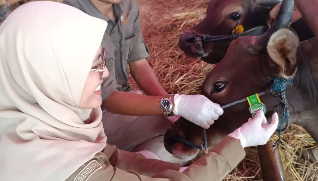 00000000000000--- Harga hewan kurban di Tasikmalaya