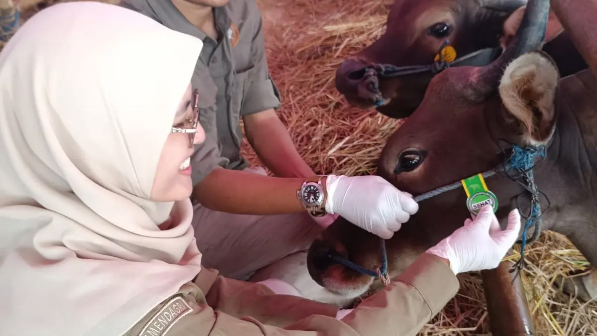 00000000000000--- Harga hewan kurban di Tasikmalaya