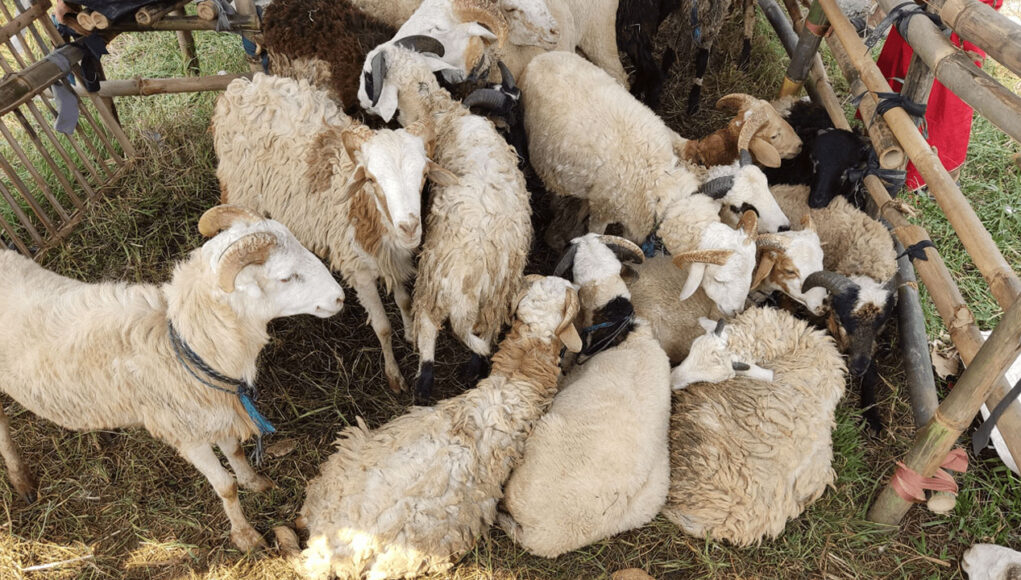 Kambing kurban - 0 - Baznas